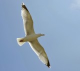 Zilvermeeuw / Herring Gull / Texel