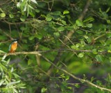 Ijsvogel / Common Kingfisher / Utrecht