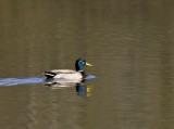 Wilde Eend / Mallard / Hengelo