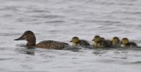 Wilde Eend / Mallard / Bloemendaal