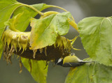 Koolmees / Great Tit / Eigen Tuin