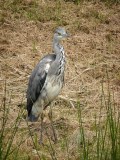 Blauwe Reiger / Grey Heron / Katwijk