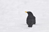 Merel in de sneeuw / Common Blackbird in the snow