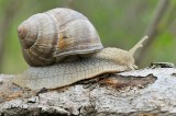 Slug / Slak / Bloemendaal