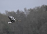 Grauwe gans / Greylag goose  / Haaksbergerveen