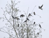 Zwaluw / Swallow / Haaksbergerveen