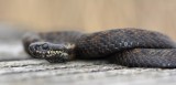 Adder / Haaksbergerveen