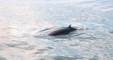 A Minke whale.