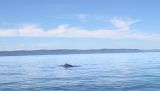 A Minke whale.