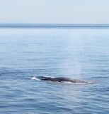 A Fin whale feeding. The top of the whale's mouth is seen on the left.