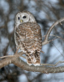 Barred Owl 