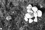 17 White stones seek a convert