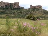 Cosmos and The Sheep