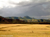 Summer wheatlands