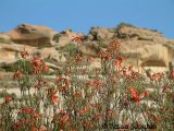 Indigenous Erica on Thaba Thabo