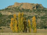 Lombardy Poplars in Autumn