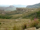 Watsonias on Thaba Thabo
