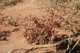 Ice Plant