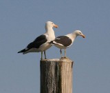 Blackbacked Gull