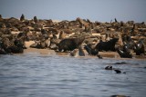 Seal Colony