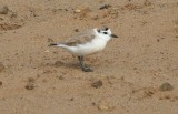 White-fronted Plover