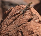 Namibian Rock Agama