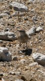 Large-billed Lark