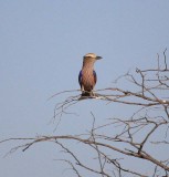 Purple Roller