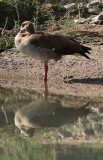 Egyptian Goose