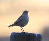 Blue-gray Ashy Flycatcher