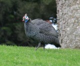 Helmeted Guineafowl