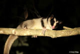 4347 - Striped Possum