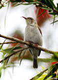 4652-brown-backed-honeyeater.jpg