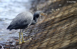 Eastern Reef Egret