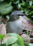 0380-grey-headed-robin.jpg