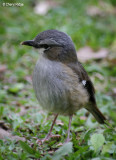 0382-grey-headed-robin.jpg