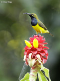 43 - Olive-backed or Yellow-bellied Sunbird