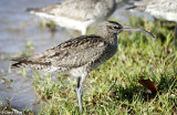 4762-whimbrel.jpg