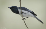 Leaden or Satin Flycatcher