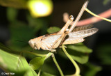2298-grasshopper.jpg