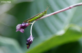 5049-grasshopper.jpg