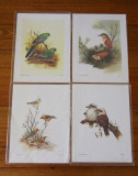 5674-deidre-bird-prints.jpg
