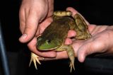 Rana catesbeiana (Bullfrog), Crawford county, Arkansas