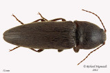 Click beetle - Melanotus similis 1 m12