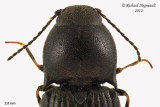 Click Beetle - Neohypdonus tumescens2 2 m12