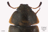 Hairy Fungus Beetle - Litargus tetraspilotus 2 m12