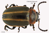 Leaf Beetle - Calligrapha californica 1 m12