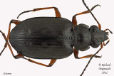 Ground beetle - Bembidion carinula 1 m12