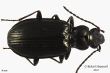 Ground Beetle - Bembidion carolinense. 1 m11