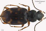 Ground beetle - Bembidion castor 1 m12